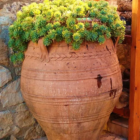 Olive * Kría Vrísi